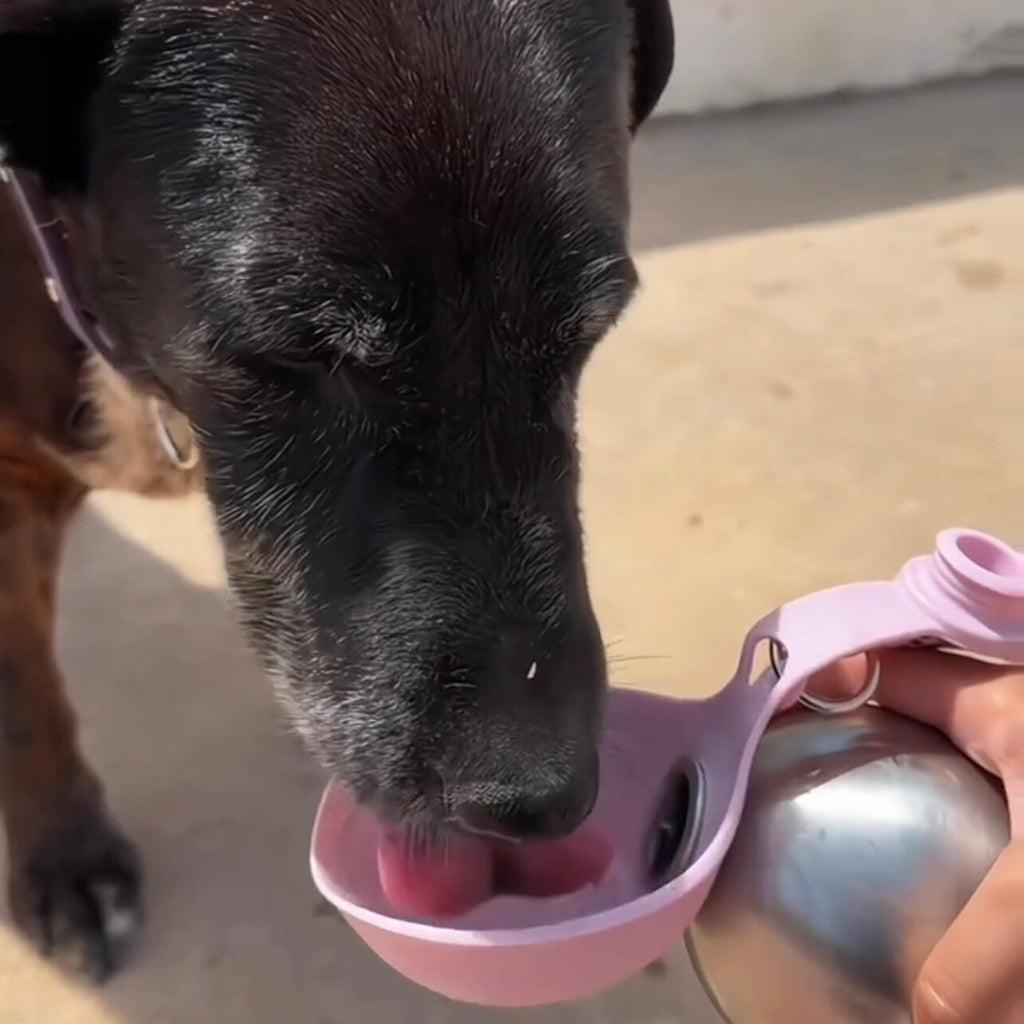 Portable Folding Pet Water Bottle with Bowl