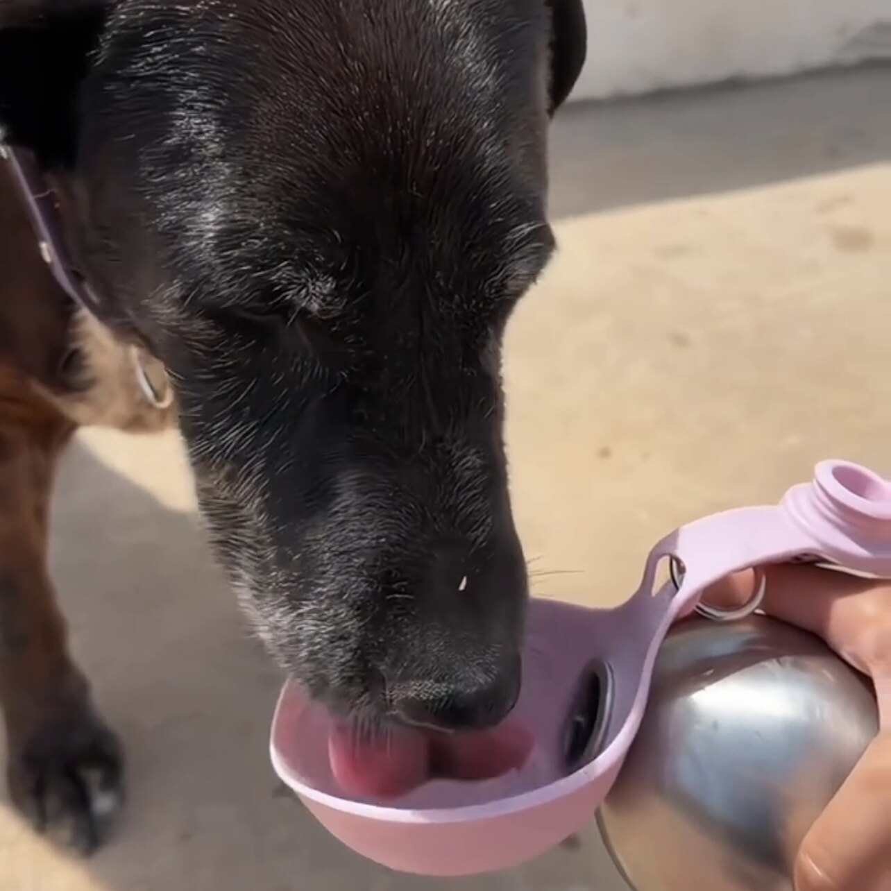 Portable Folding Pet Water Bottle with Bowl